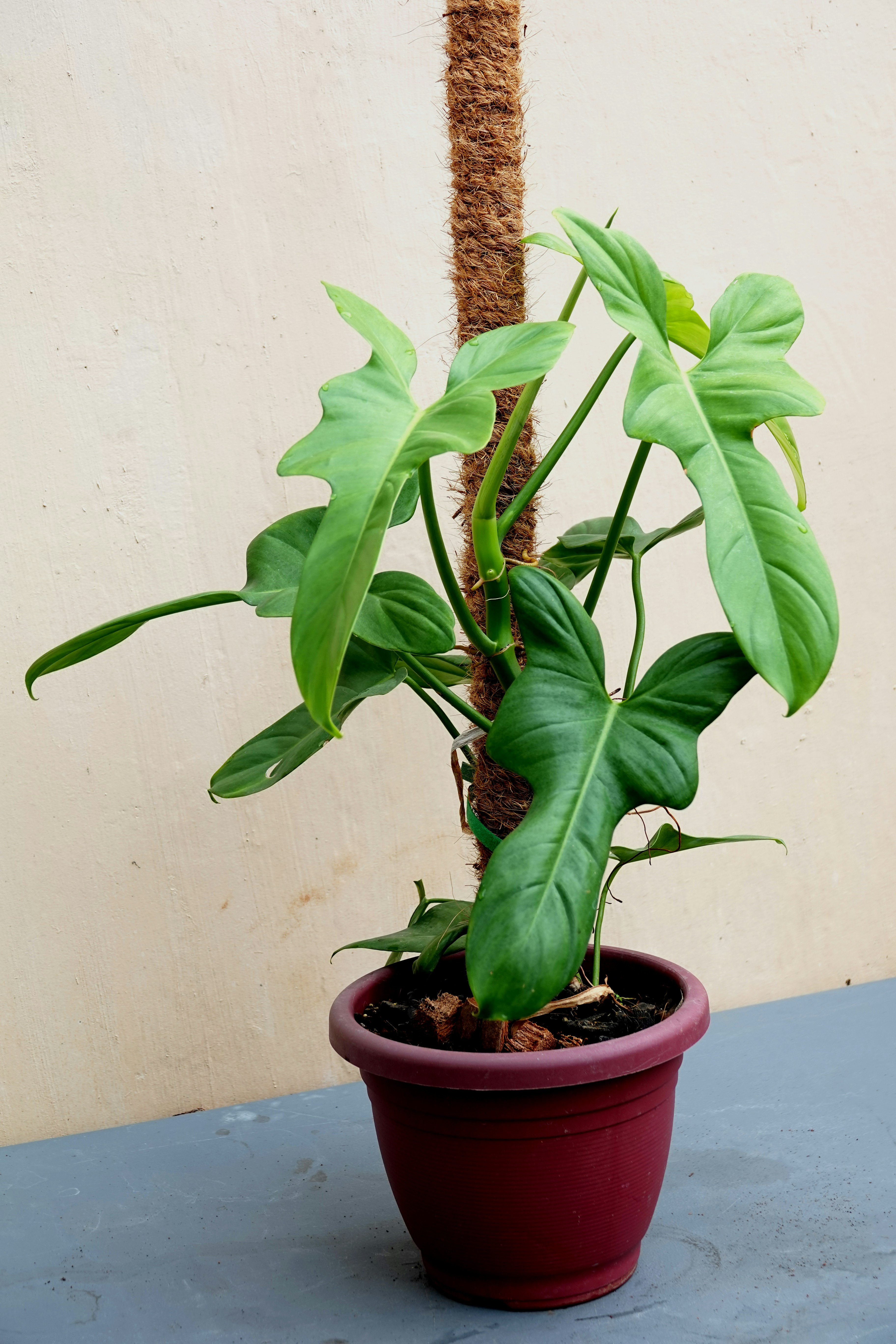 Zamioculcas