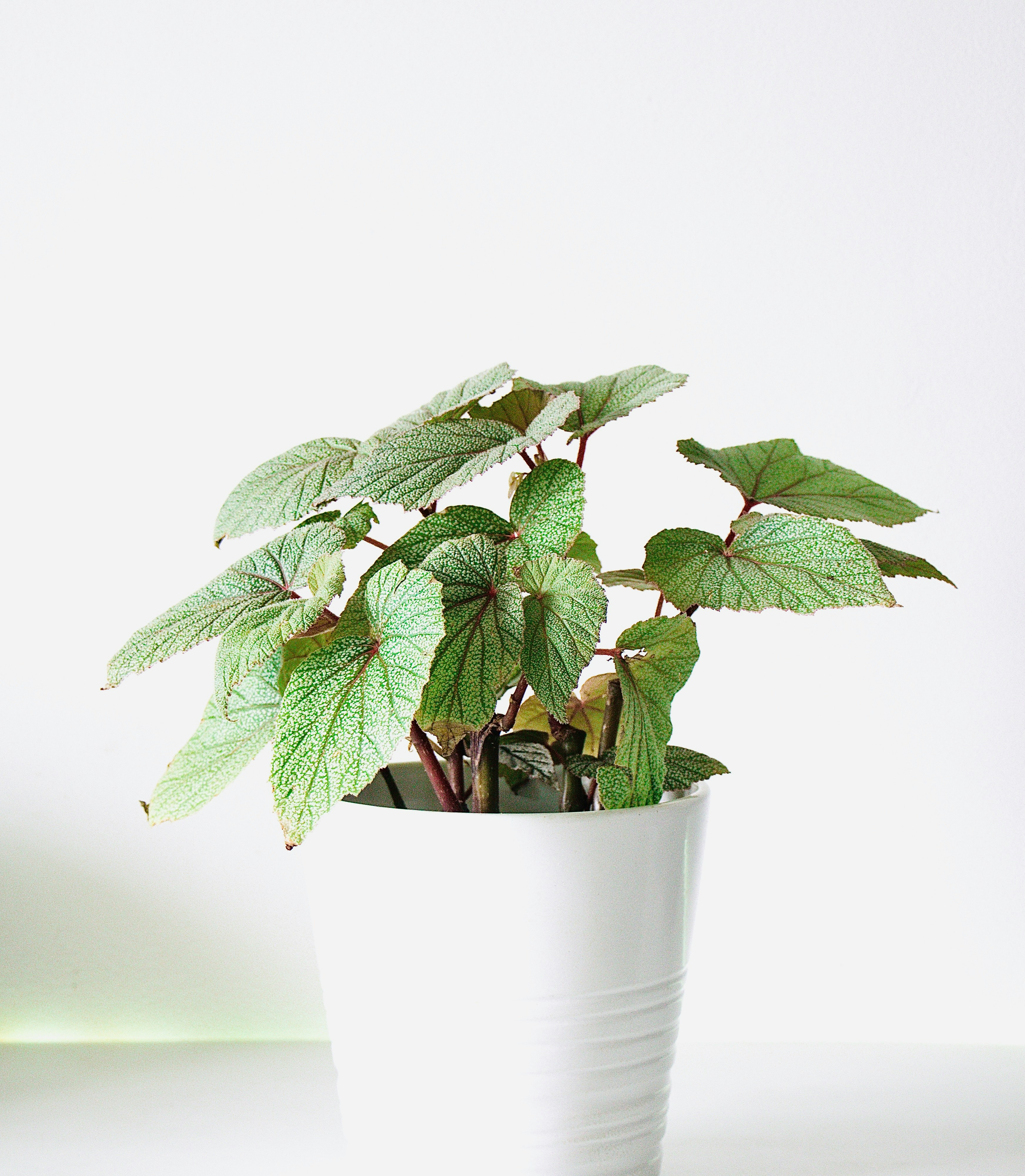 Spathiphyllum