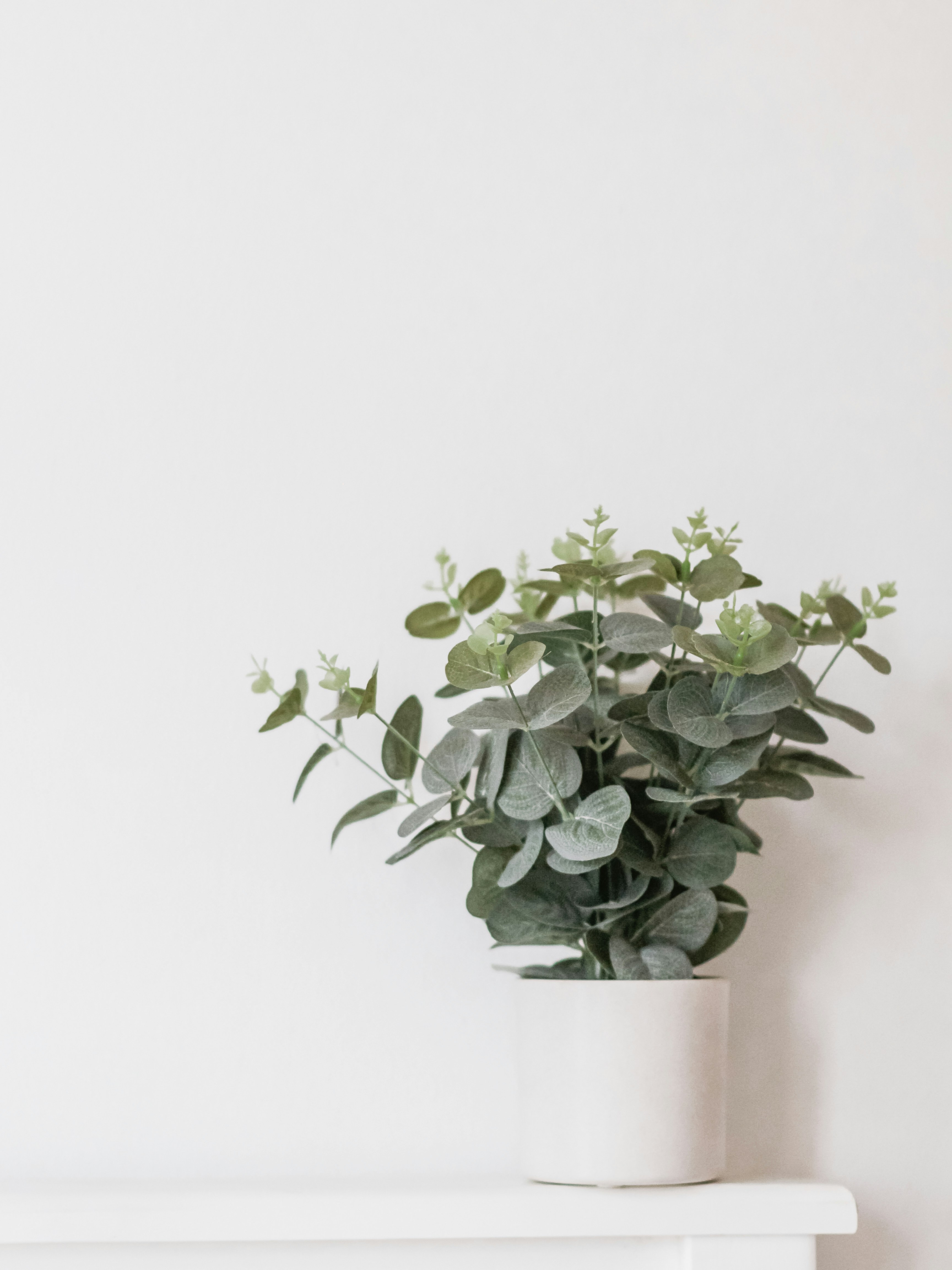 Dracaena