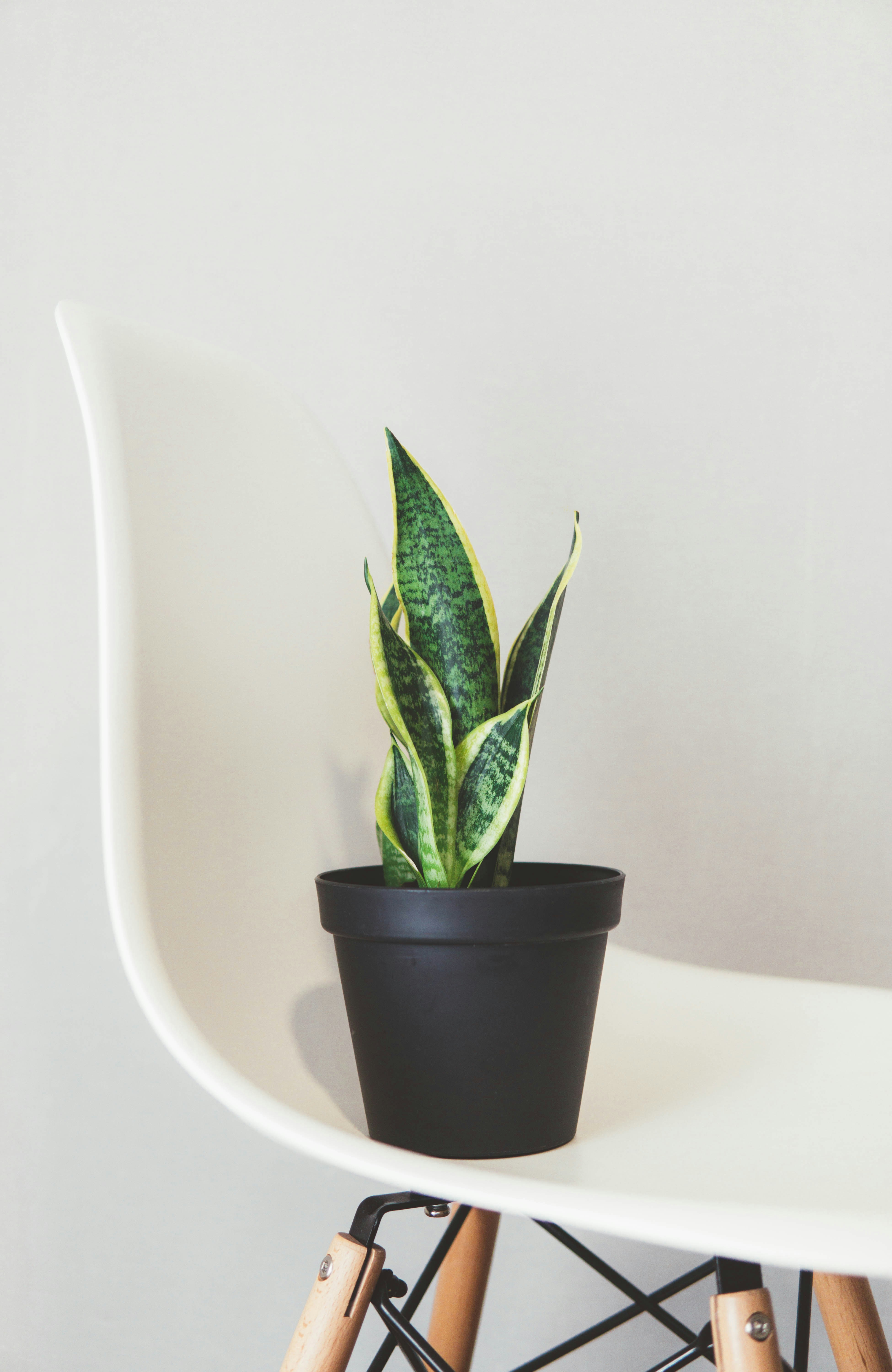 Dracaena