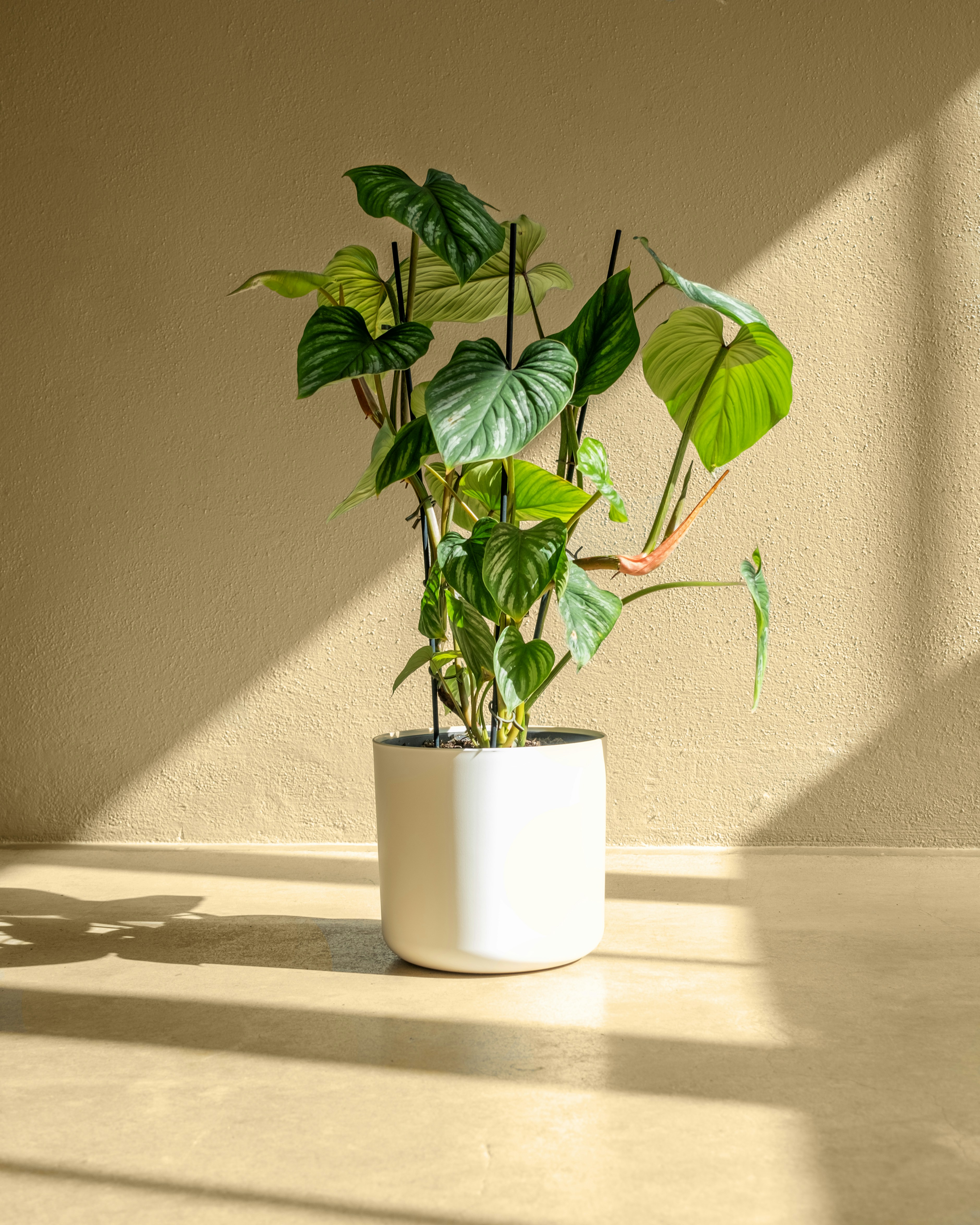 Image de la section coup de coeur