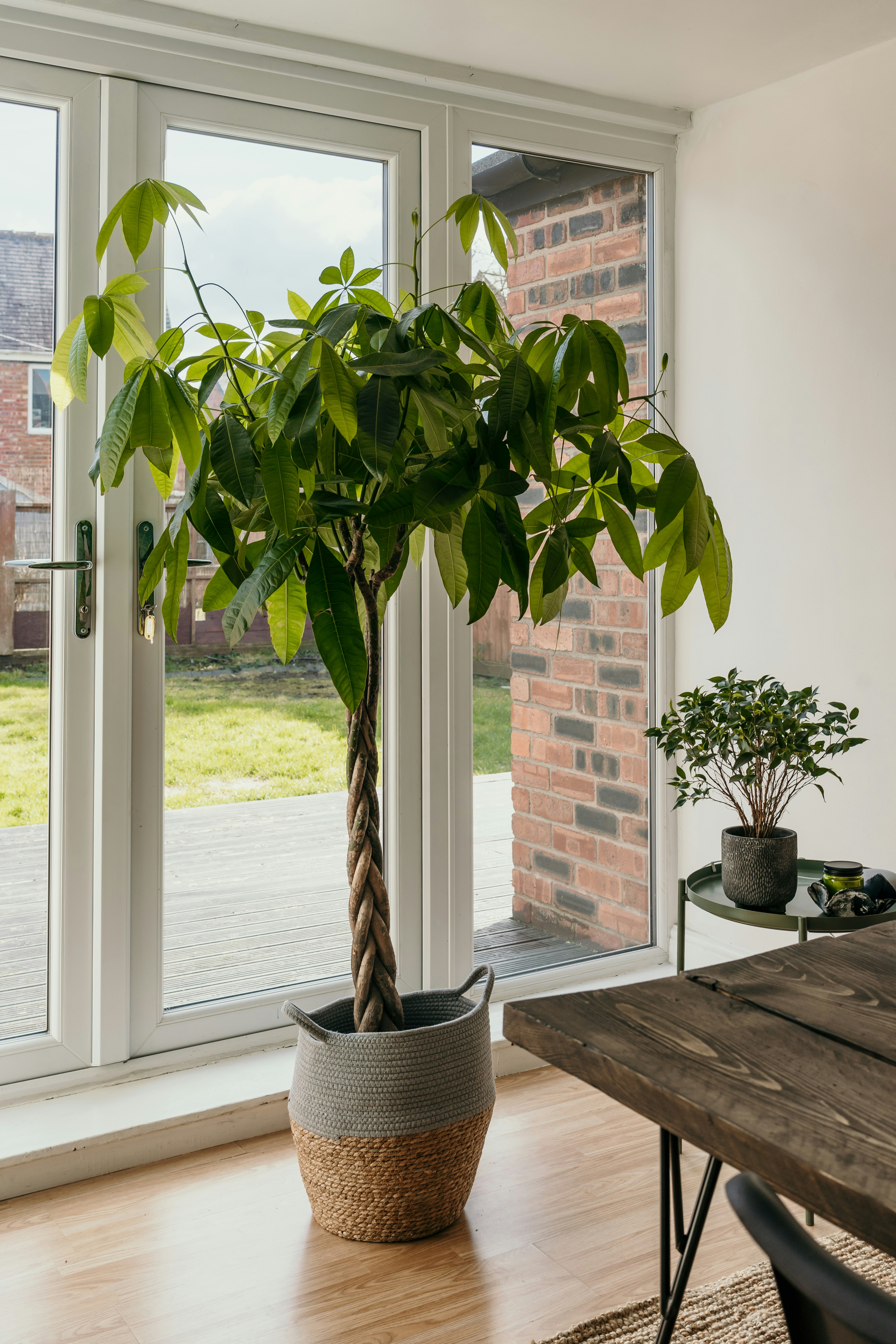 Ficus