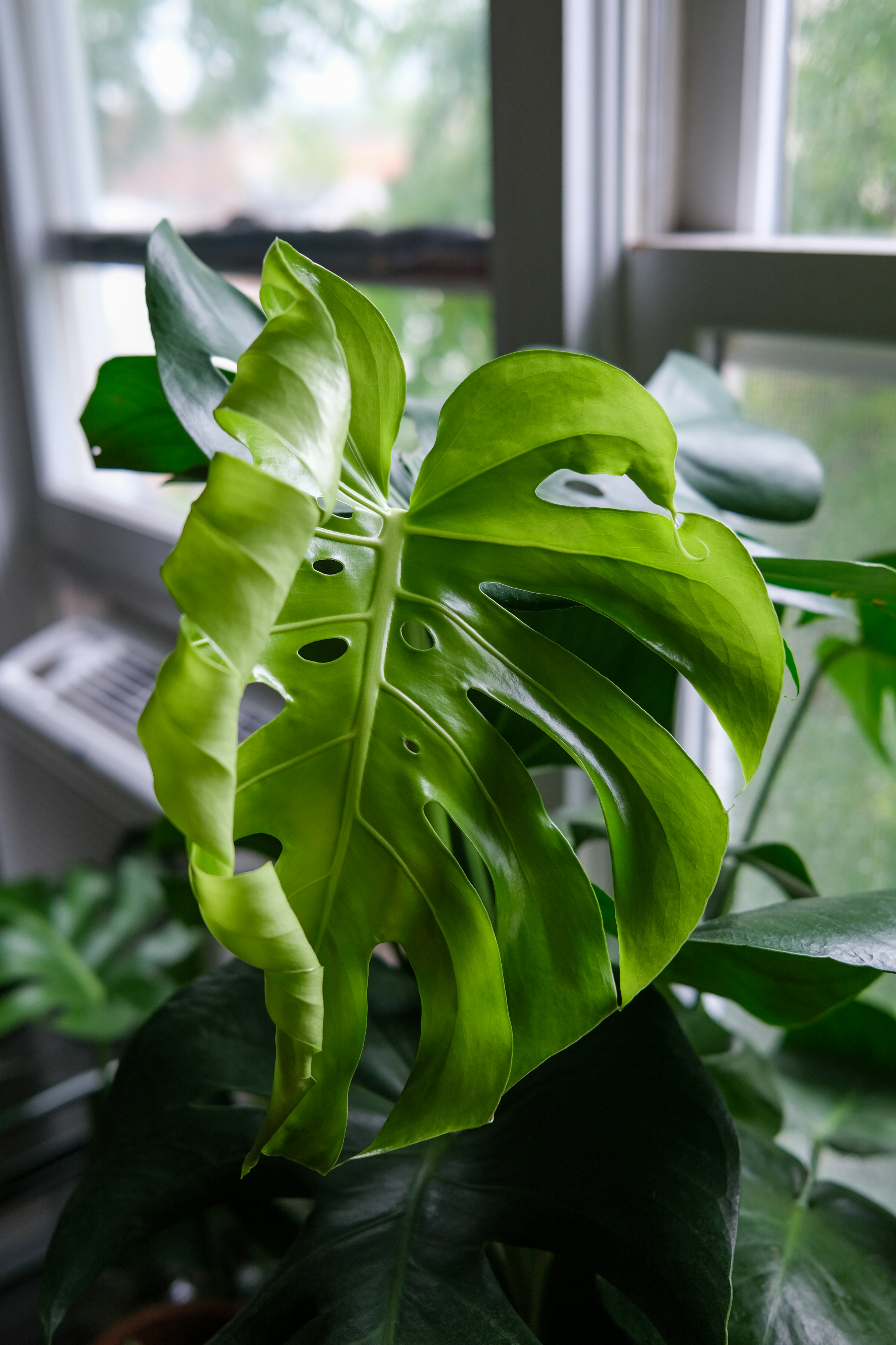 Sansevieria